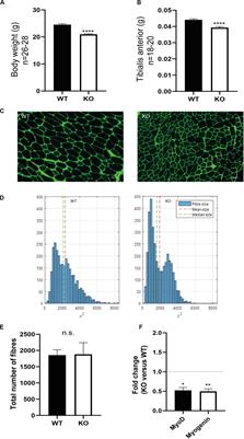 Syndecan-4–/– Mice Have Smaller Muscle Fibers, Increased Akt/mTOR/S6K1 and Notch/HES-1 Pathways, and Alterations in Extracellular Matrix Components